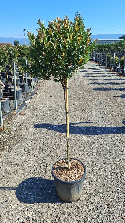 Trees